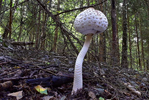 bedľa vysoká Macrolepiota procera (Scop.) Singer