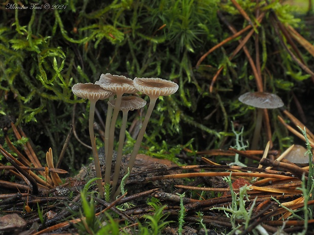 prilbička Mycena sp.