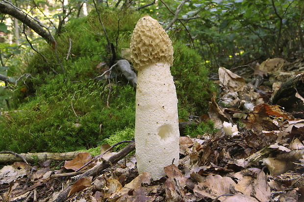 hadovka smradľavá Phallus impudicus L.