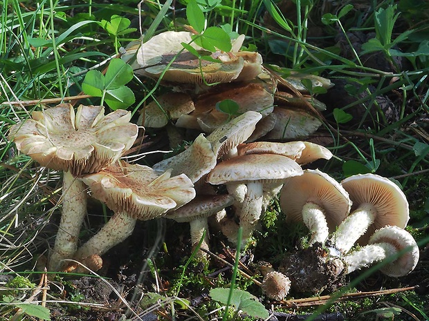 šupinovka gumová Pholiota gummosa (Lasch) Singer