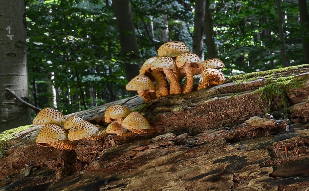 šupinovka Pholiota sp.