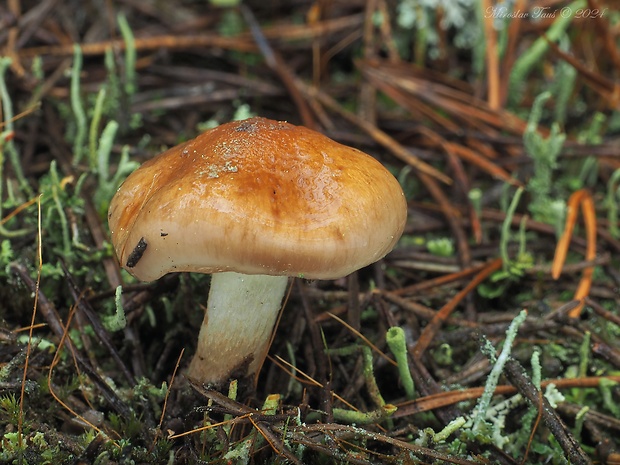 šupinovka Pholiota spumosa (Fr.) Singer