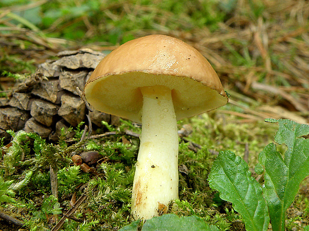 masliak zrnitý Suillus granulatus (L.) Roussel