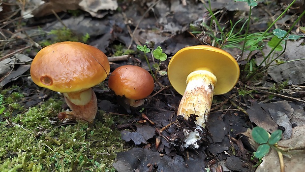 masliak smrekovcový Suillus grevillei (Klotzsch) Singer