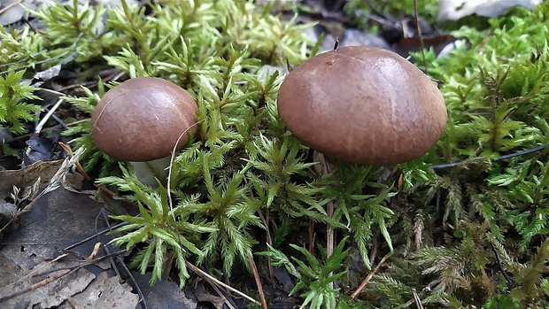 masliak obyčajný Suillus luteus (L.) Roussel