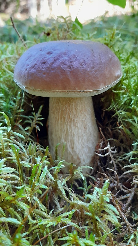 hríb smrekový Boletus edulis Bull.