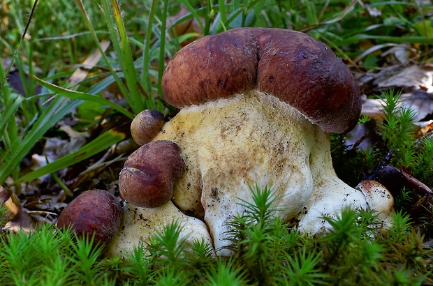 hríb sosnový Boletus pinophilus Pil. et Dermek in Pil.