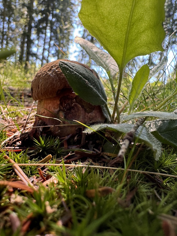 rastú huby všetkých druhov