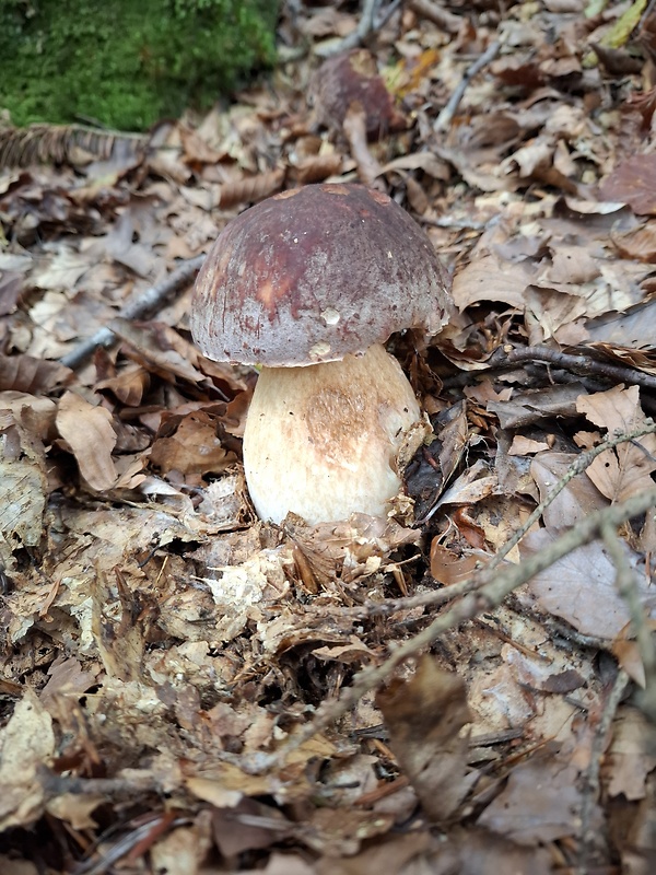 hríb sosnový Boletus pinophilus Pil. et Dermek in Pil.