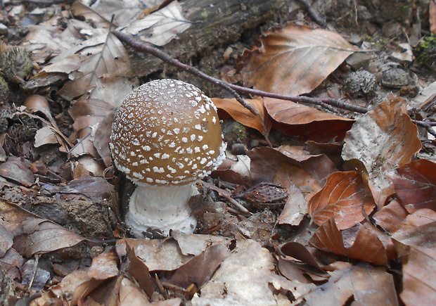 muchotrávka tigrovaná Amanita pantherina (DC.) Krombh.