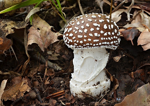 muchotrávka tigrovaná Amanita pantherina (DC.) Krombh.