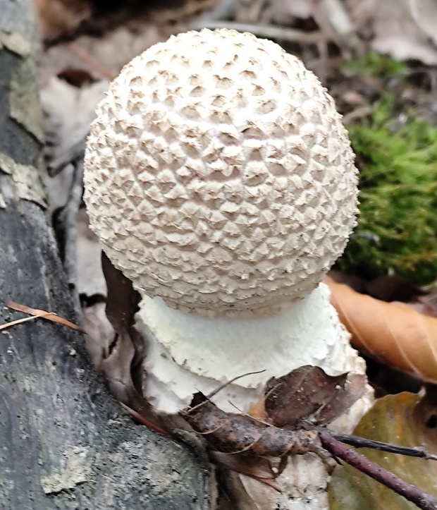 muchotrávka Amanita sp.