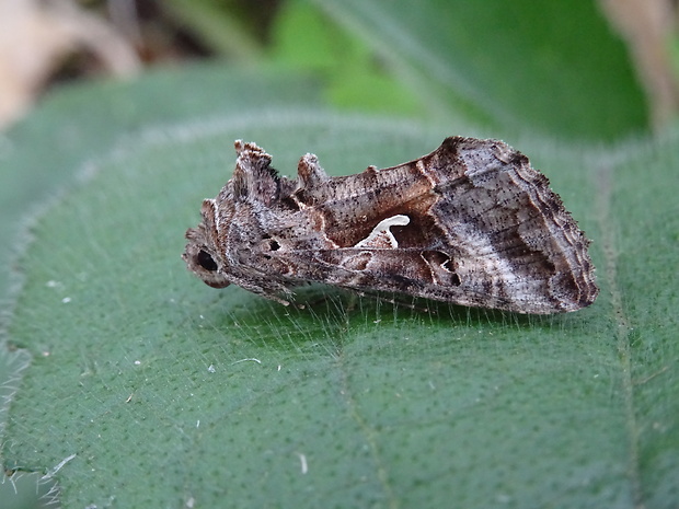 mora gama Autographa gamma