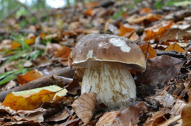 hríb smrekový Boletus edulis Bull.