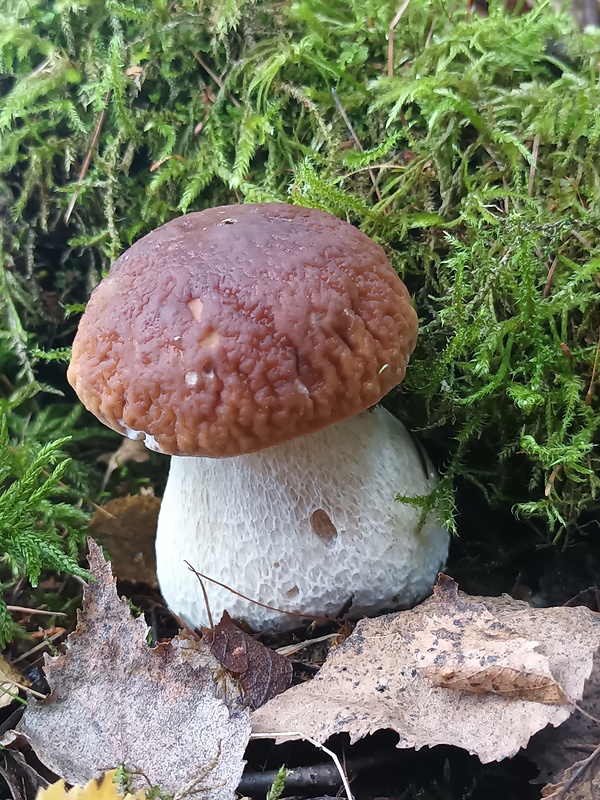 hríb smrekový Boletus edulis Bull.