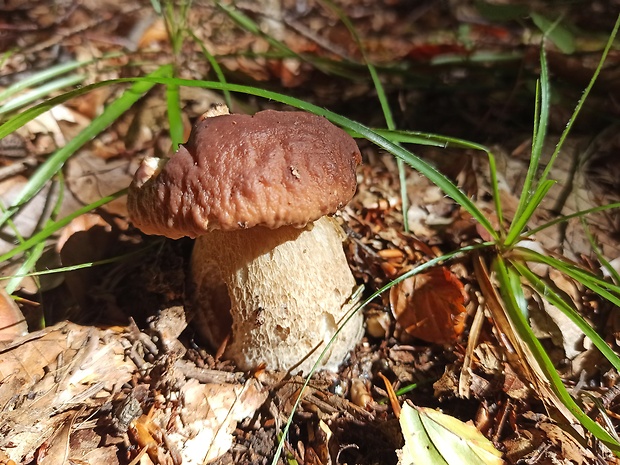 hríb smrekový Boletus edulis Bull.