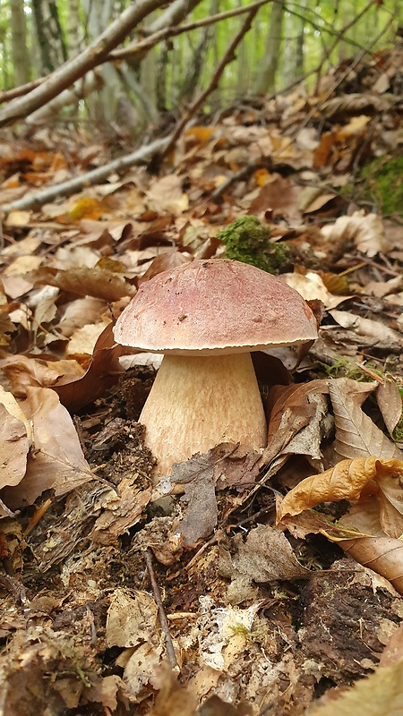 hríb sosnový Boletus pinophilus Pil. et Dermek in Pil.