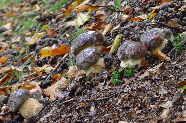 hríb sosnový Boletus pinophilus Pil. et Dermek in Pil.