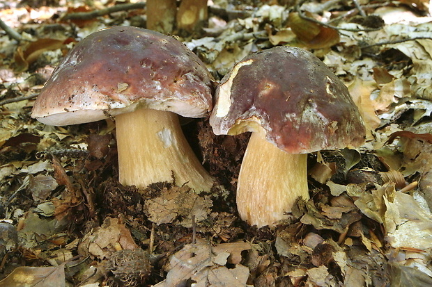 hríb sosnový Boletus pinophilus Pil. et Dermek in Pil.