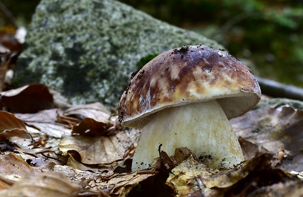 hríb sosnový Boletus pinophilus Pil. et Dermek in Pil.