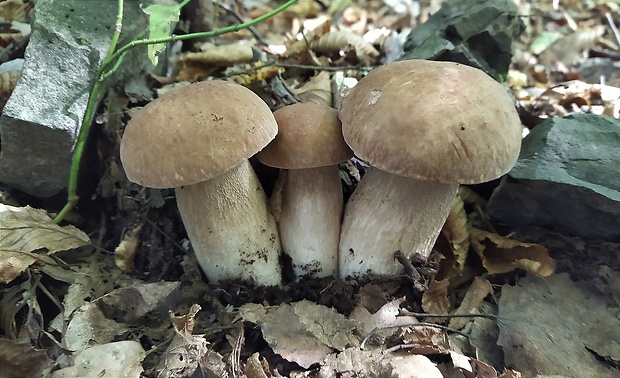 hríb dubový Boletus reticulatus Schaeff.