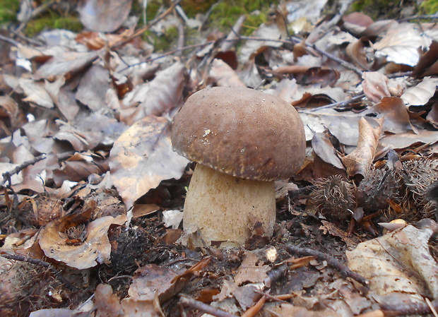 hríb dubový Boletus reticulatus Schaeff.