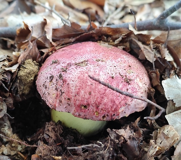 hríb kráľovský Butyriboletus regius (Krombh.) D. Arora & J.L. Frank