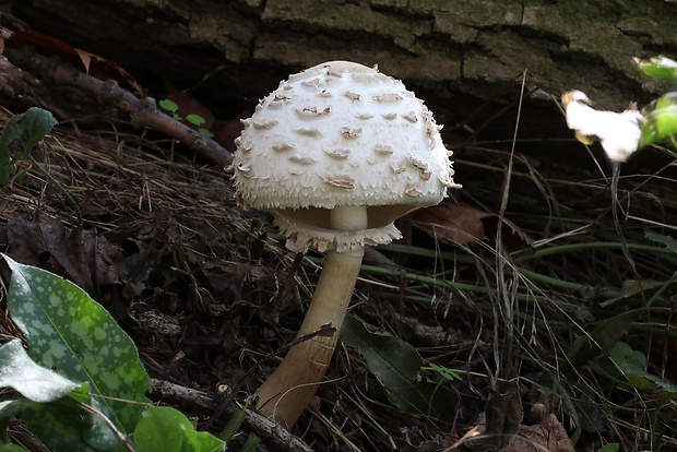 bedľa červenejúca Chlorophyllum rachodes (Vittad.) Vellinga