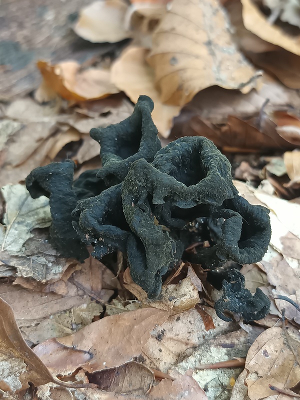 lievik trúbkovitý Craterellus cornucopioides (L.) Pers.