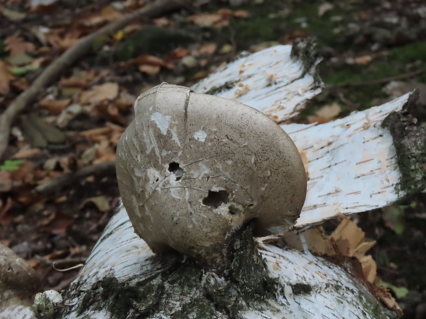 brezovník obyčajný Fomitopsis betulina (Bull.) B.K. Cui, M.L. Han & Y.C. Dai