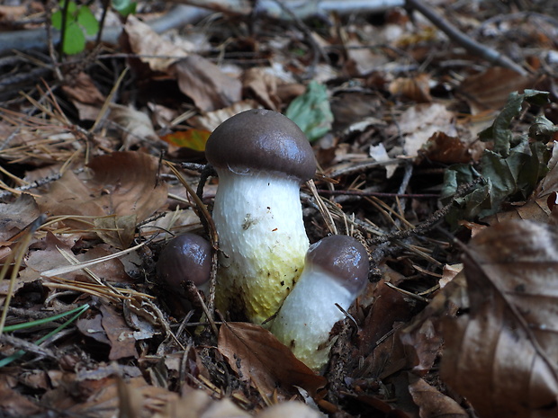 sliziak mazľavý Gomphidius glutinosus (Schaeff.) Fr.