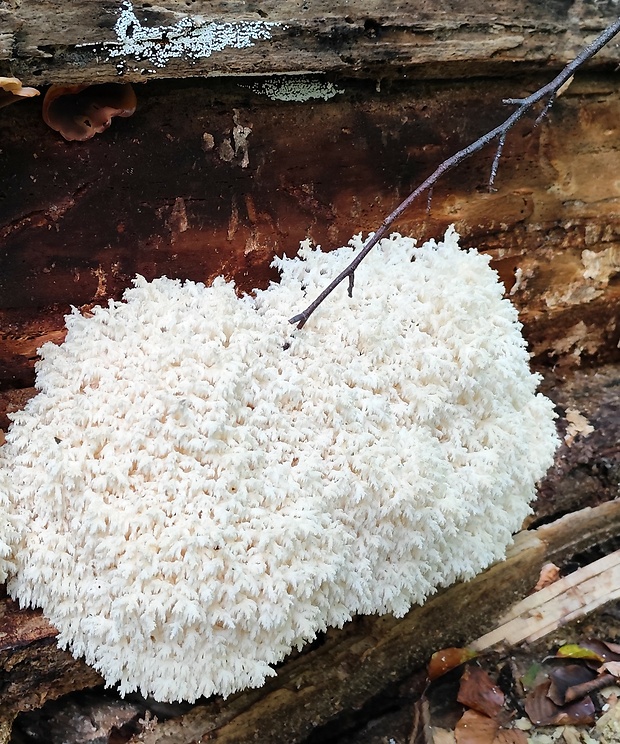 koralovec bukový Hericium coralloides (Scop.) Pers.