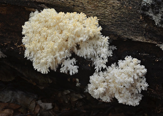 koralovec bukový Hericium coralloides (Scop.) Pers.