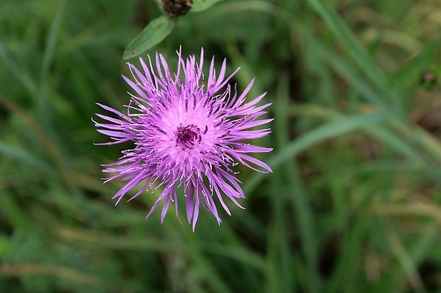 nevädzovec lúčny Jacea pratensis Lam.