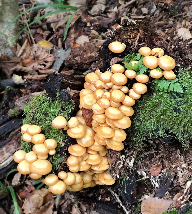 šupinačka menlivá Kuehneromyces mutabilis (Schaeff.) Singer & A.H. Sm.