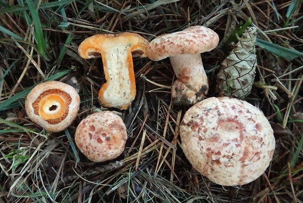 rýdzik pravý Lactarius deliciosus (L.) Gray