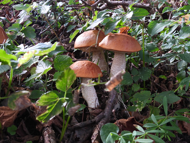 kozák osikový Leccinum albostipitatum den Bakker & Noordel.