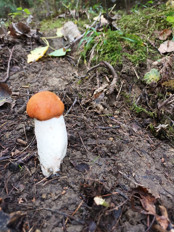 kozák osikový Leccinum albostipitatum den Bakker & Noordel.