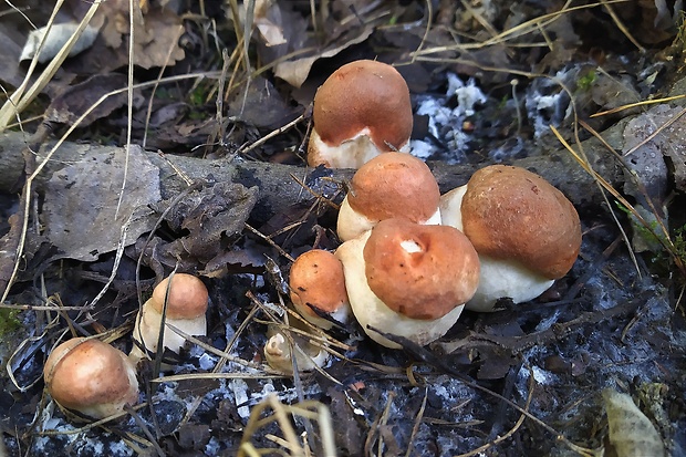 kozák dubový Leccinum aurantiacum (Bull.) Gray