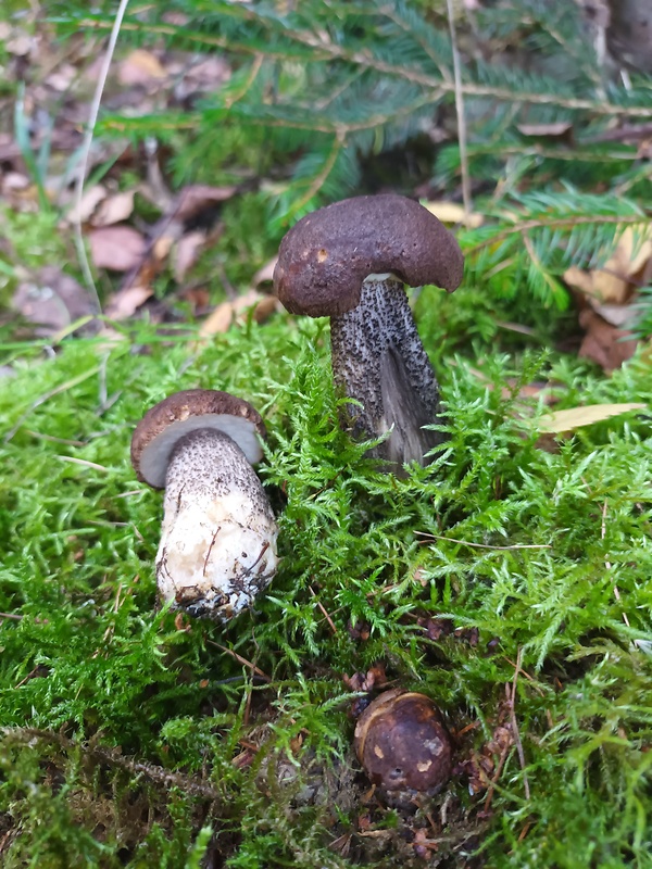 kozák brezový Leccinum scabrum (Bull.) Gray