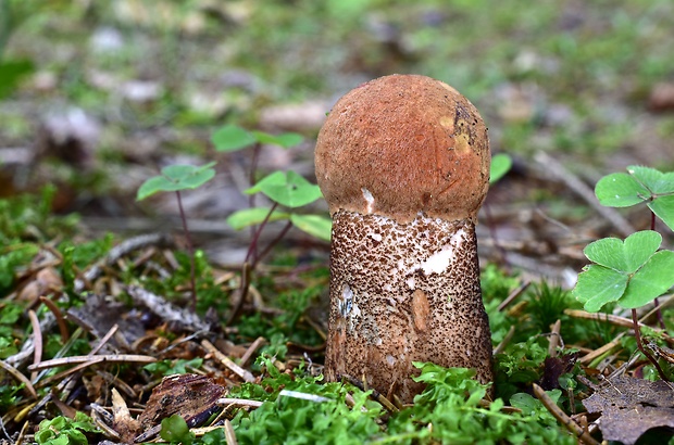 kozák Leccinum sp.