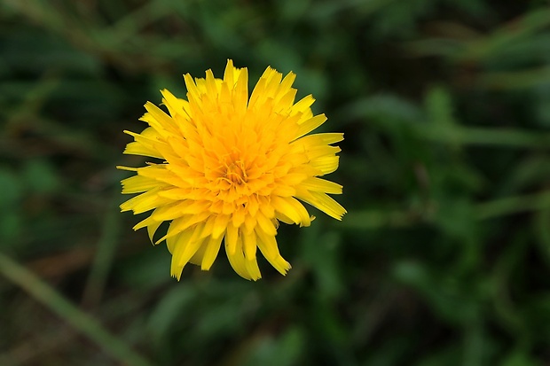 púpavec jesenný Leontodon autumnalis L.