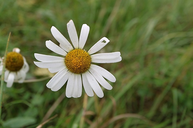 margaréta biela Leucanthemum vulgare Lam.