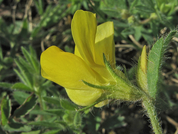 ľadenec borbásov Lotus borbasii Ujhelyi