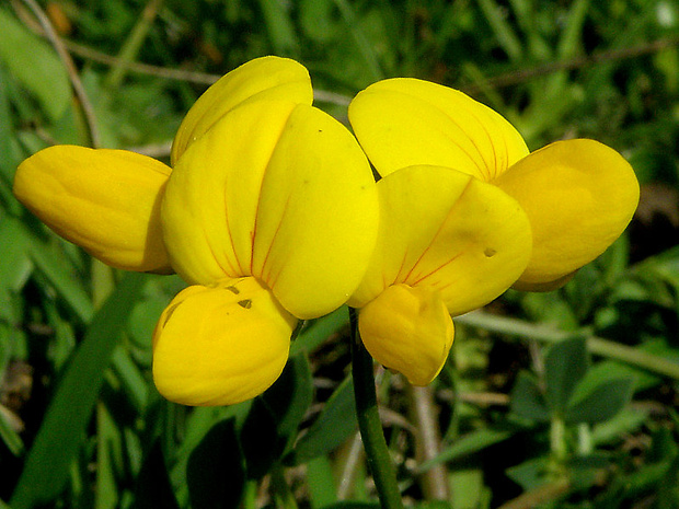 ľadenec rožkatý Lotus corniculatus L.