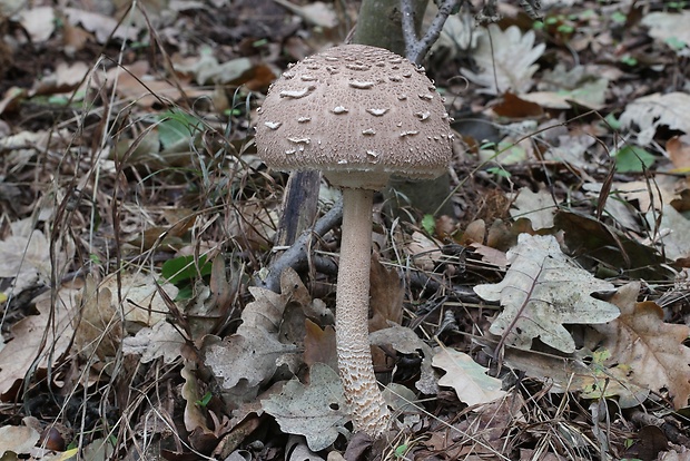 bedľa vysoká Macrolepiota procera (Scop.) Singer