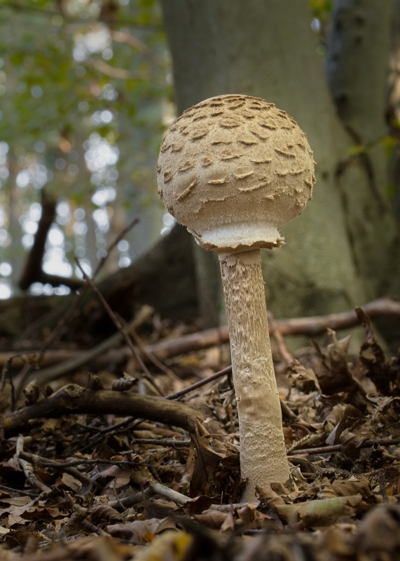 bedľa vysoká Macrolepiota procera (Scop.) Singer