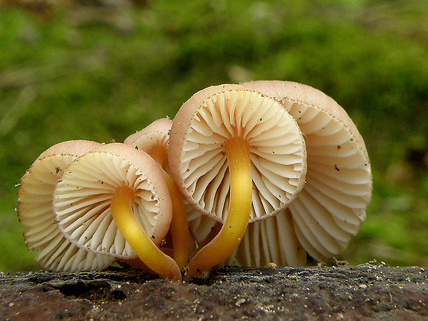 prilbička žltohlúbiková Mycena renati Quél.