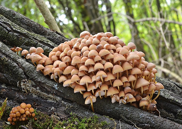 prilbička žltohlúbiková Mycena renati Quél.