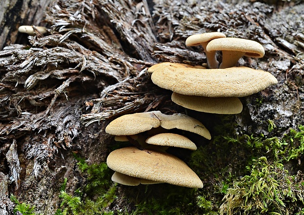 pňovka obyčajná Panellus stipticus (Bull.) P. Karst.